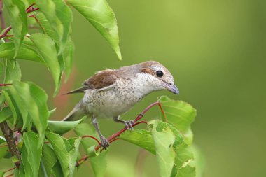 Kırmızı sırt örümcek kuşu dişi bir şube fantastik yeşil arka plan bulanık karşı yaprakları ile oturur