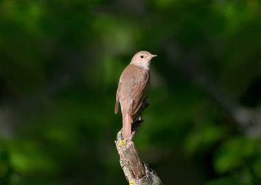 Doğu bülbül karanlık bir arka plan bulanık bir dalda oturur. Bizim aşk için şarkı, kuş