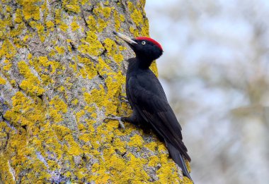 The black woodpecker (Dryocopus martius) sits on a tree against bright grey sky clipart