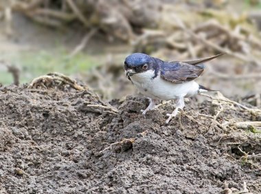 The common house martin (Delichon urbicum) sits on the ground clipart