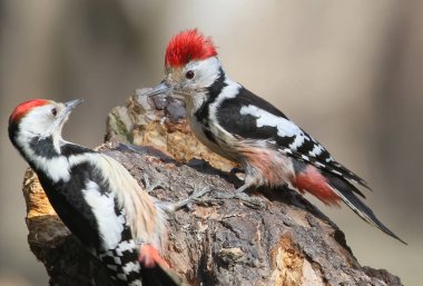  Bir orman besleyici ve gıda için mücadele iki mmiddle benekli ağaçkakan oturmak