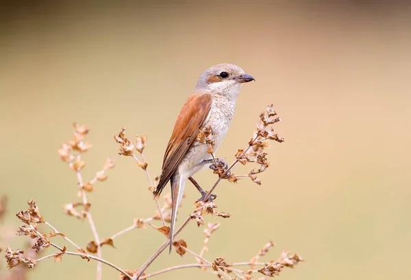 Toekomstige Moeder Een Sprietje Gras — Stockfoto