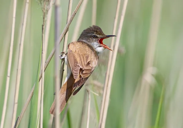 Very Close Portrait Male Great Reed Warbler Sits Reed Colorise — Stock Photo, Image