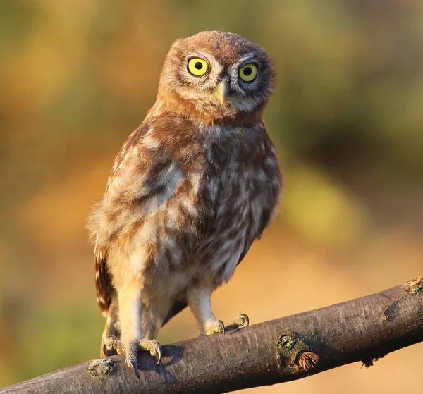 Nahaufnahme Porträt Einer Jungen Kleinen Eule Isoliert Auf Unscharfem Hintergrund — Stockfoto