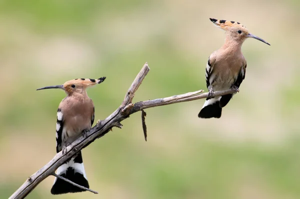 Arka Plan Bulanık Birlikte Bir Dalda Iki Ibibik Oturur — Stok fotoğraf