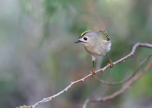 Goldcrest Siede Sul Ramo Guarda Telecamera Bella Luce Sfocata Sfondo — Foto Stock