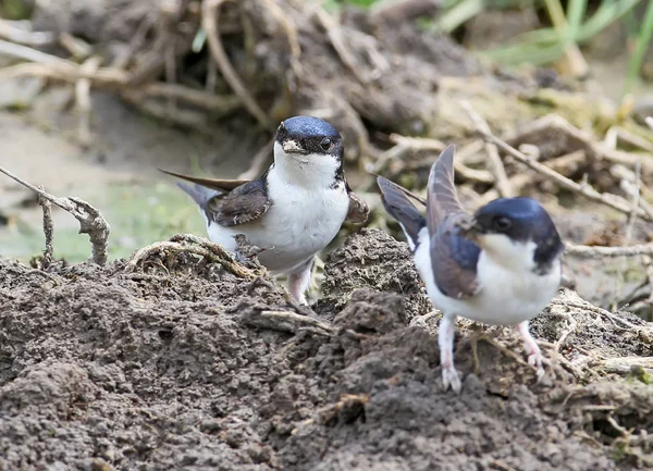 The common house martin (Delichon urbicum) sits on the ground