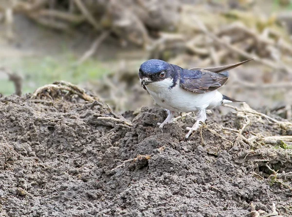 Ortak ev martin (Delichon urbicum) yere oturur