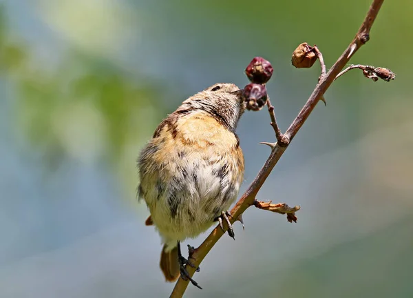 Mladí Meadow Mint Sedí Větvi Divokou Růží Bobule Pěkné Rozmazané — Stock fotografie