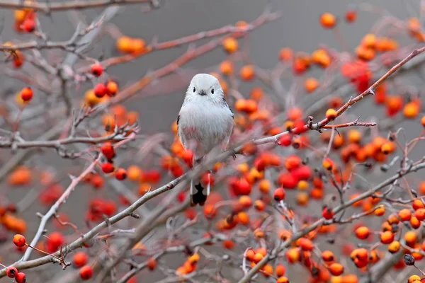 Long Tailed Tit Sits Branch Hawthorn Red Berries Blurred Gray — Zdjęcie stockowe