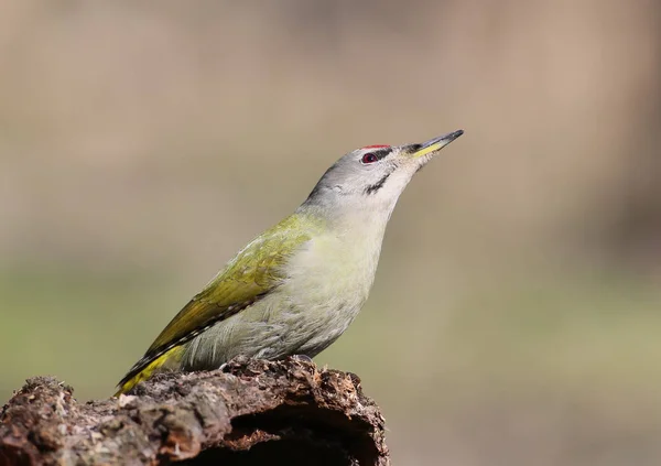 Grå Hackspett Sitter Stock Skogen Med Mjukt Solljus Och Suddig — Stockfoto