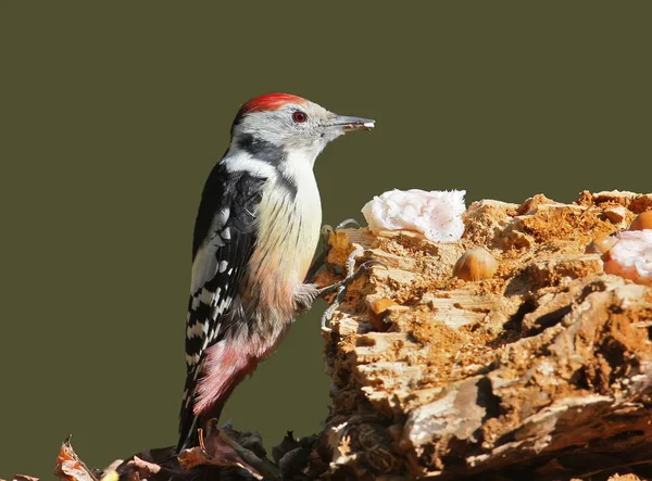 Pic Tacheté Milieu Repose Sur Queue Visitant Mangeoire Forestier Oiseau — Photo