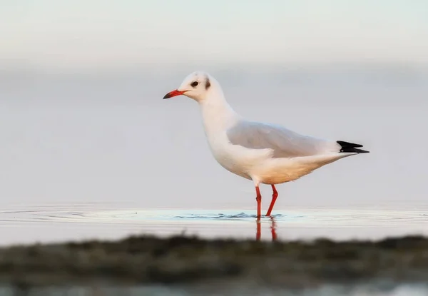 Black Headed Gull Chroicocephalus Ridibundus Stands Water Shore Bright Blurred — Stock Photo, Image