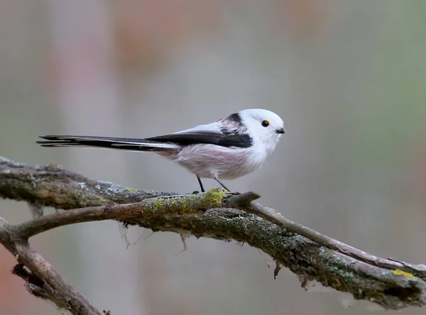 Langschwanzmeisen Posieren Für Mich Auf Einem Dünnen Ast Und Einem — Stockfoto