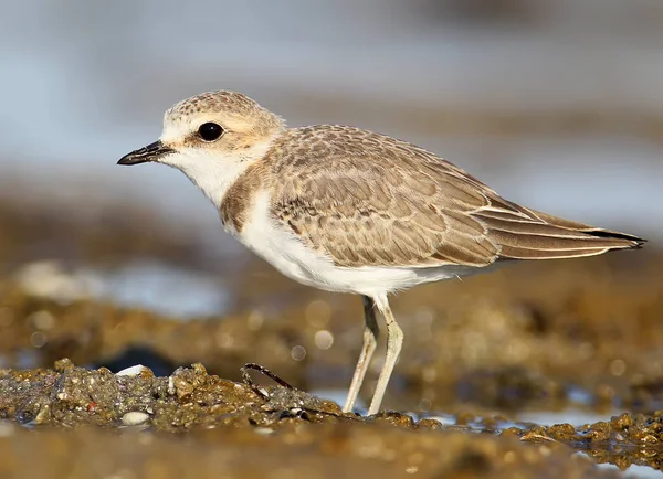 Een Jonge Strandplevier Schot Ongelooflijk Close — Stockfoto