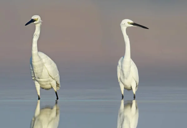 Zwei Große Weiße Reiher Jagen Ruhigen Wasser Sanften Morgenlicht Reflexion — Stockfoto