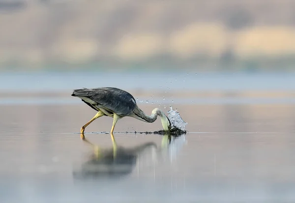 Éxito Gray Heron Hunt — Foto de Stock