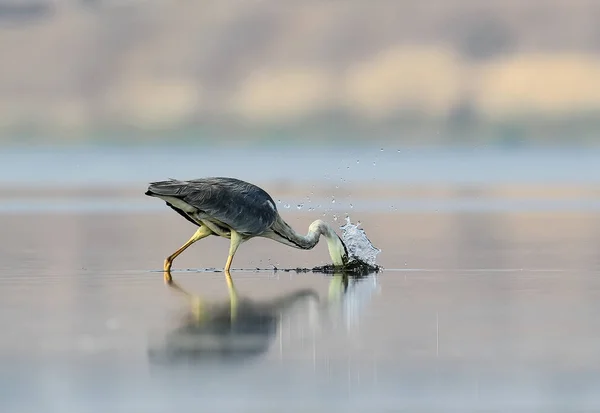 Framgångsrika Grå Häger Hunt — Stockfoto