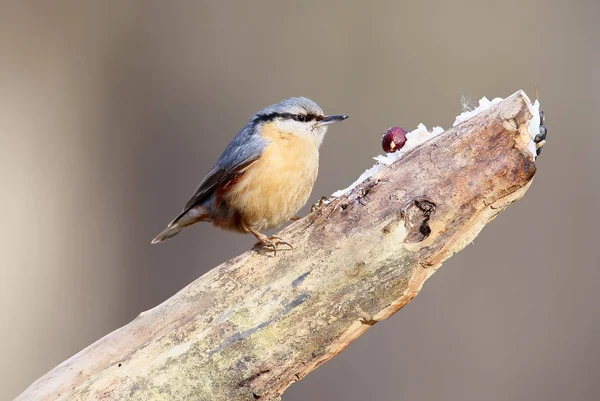 Portrait Gros Plan Une Sittelle Eurasienne Sur Mangeoire Forestière Diagonaleisolée — Photo