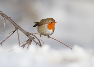 Avrupa robin (Erithacus rubecula) oturur bir kar fotoğrafı kadar çok yakın. Detaylı ve parlak portre üzerinde beyaz arka plan bulanık