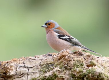 Close-Up bulanık ışık yeşil orman arka plan üzerinde erkek bir ispinoz klasik bir portresi