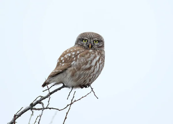 Erwachsene Kleine Eule Sitzt Auf Der Spitze Eines Baumes Vor — Stockfoto