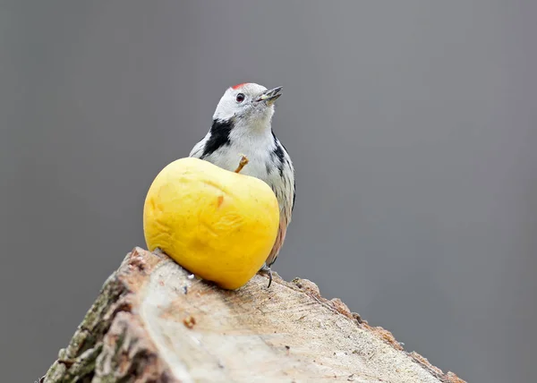 Middle Spotted Woodpecker Sits Log Large Yellow Apple Blurred Gray — Stock Photo, Image