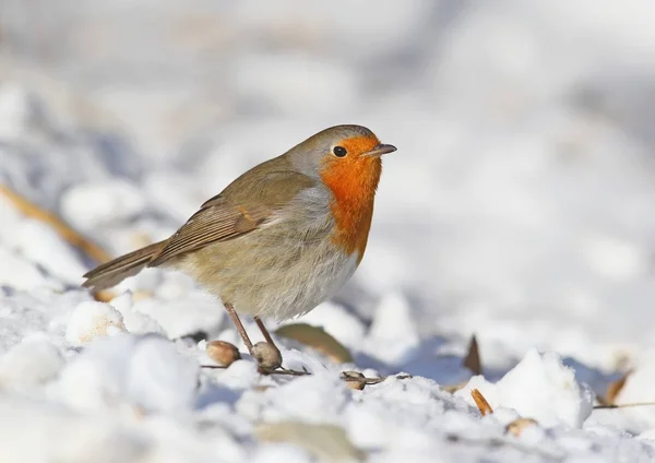 Very close up photo of European robin (Erithacus rubecula) sits on a snow. Detailed and bright portrait on white blurred background