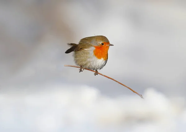 Avrupa robin (Erithacus rubecula) oturur bir kar fotoğrafı kadar çok yakın. Detaylı ve parlak portre üzerinde beyaz arka plan bulanık