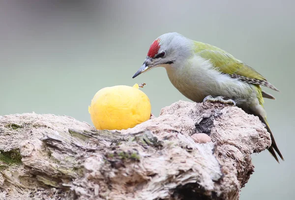 Ein Männchen Des Buntspechts Sitzt Auf Dem Baumstamm Und Frisst — Stockfoto