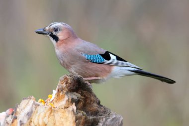 Yakın çekim ve ayrıntılı bir günlük düzgün bulanık yeşil arka plan üzerinde oturan bir Bayağı alakarga portresi. Tam boy kırpma atış