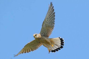 Uçuştaki yaygın kerkenez (Falco tinnunculus).