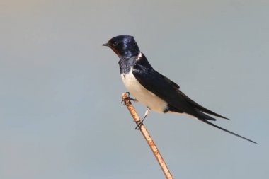 Parlak mavi bulanık gökyüzü arka planı ince bir tel kırlangıcı oturur