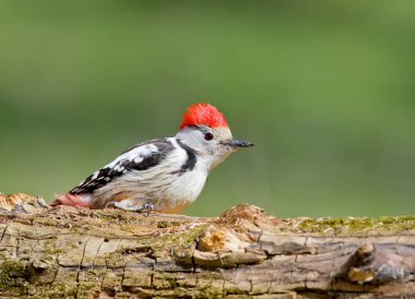 Portre ofmiddle benekli ağaçkakan parlak blirred yeşil arka plan üzerinde izole kapatmak