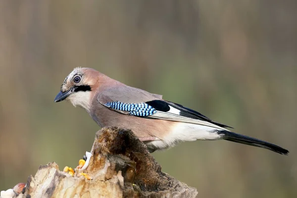 Gros Plan Portrait Détaillé Geai Eurasien Assis Sur Une Bûche — Photo