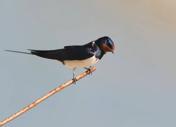 Barn Swallow Sienta Alambre Delgado Contra Fondo Cielo Borroso Azul —  Fotos de Stock