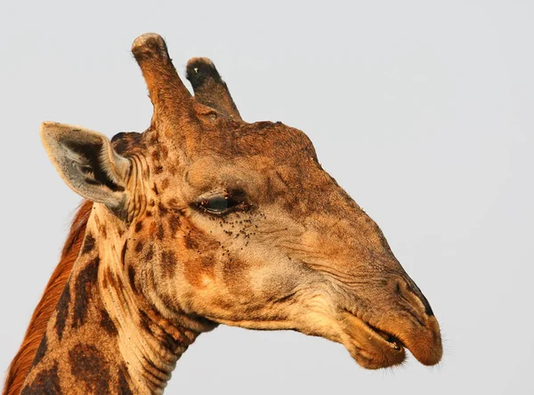 Close Foto Van Een Giraffe Hoofd Met Weinig Vliegen Buurt — Stockfoto