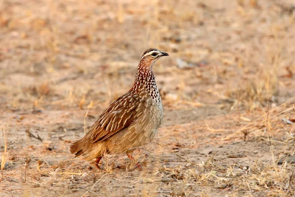 Close Portrait Crested Francolin Dendroperdix Sephaena Walk — Stock Photo, Image