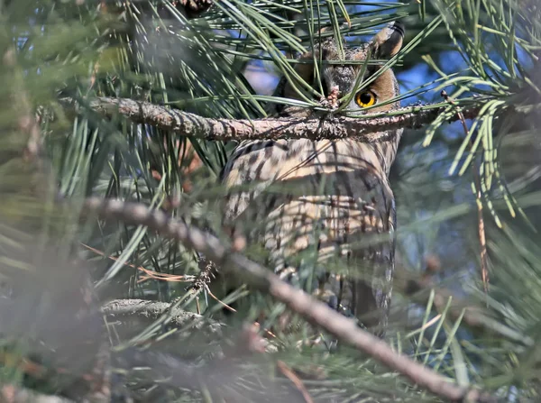 長い耳のあるフクロウの松の密な枝の後ろに隠れるし 写真家のための時計 — ストック写真