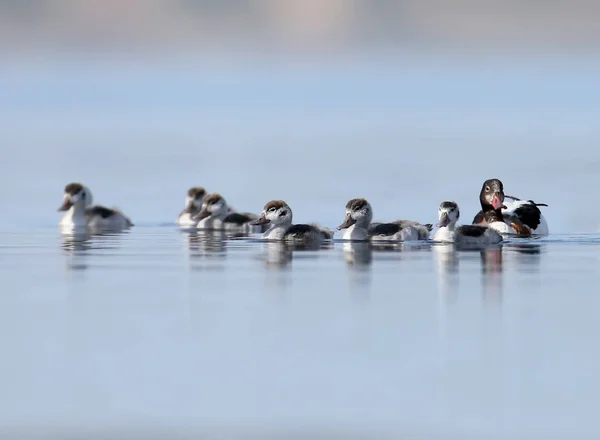 Vuxen Gravand Och Hennes Kycklingar Flyta Längs Lugna Blå Vattnet — Stockfoto