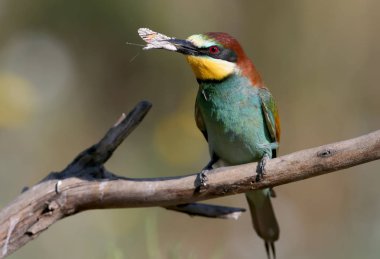 Güzel arka plan bulanık dalda Avrupa Arı yiyen bir kelebek gagası ile oturur