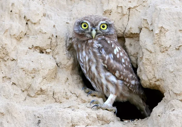 Nesthole ve loocking kamera yetişkin Kukumav oturur.