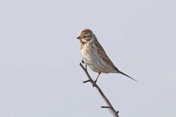 Мужчина Общий Тростниковый Окунь Emberiza Schoeniclus Сидит Тонкой Ветке Против — стоковое фото