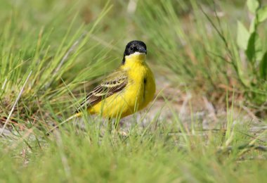 Yakın portre bir Sarı kuyruksallayan duruyor yeşil çim ile yere