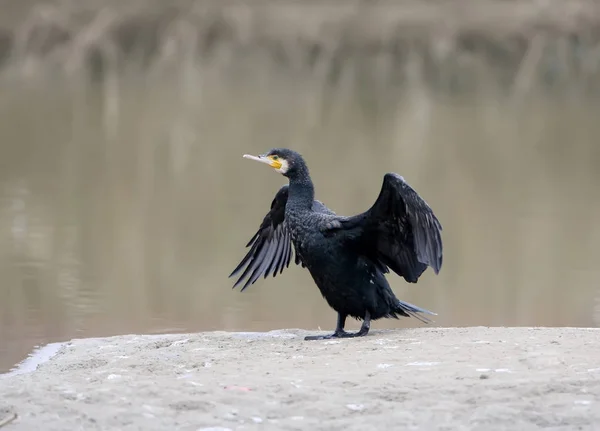 Cormorano Solitario Con Ali Aperte Erge Sulla Riva Sfondo Sfocato — Foto Stock