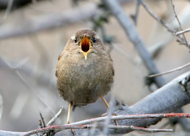Çok geniş açık Gaga ile Avrasya wren Önden Görünüm fotoğrafı kadar yakın
