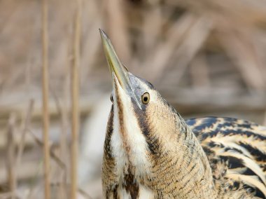 Bir boyun fotoğrafını ekrana kapatın ve gözleri büyük Balaban kameraya benziyor