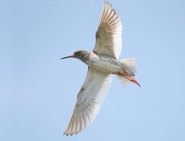Redshank uçuş kapatmak yukarıya fotoğraf