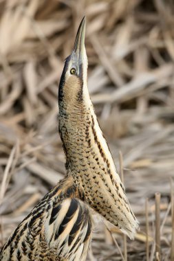 Bir kafa kadar portre yakından ile Avrasya büyük Balaban
