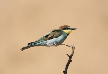 Bir tek renkli parlak bej renkli arka plan üzerinde atış dal genç Avrupa bee-eaters
